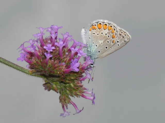 Polyommatus icarus - közönséges boglárka