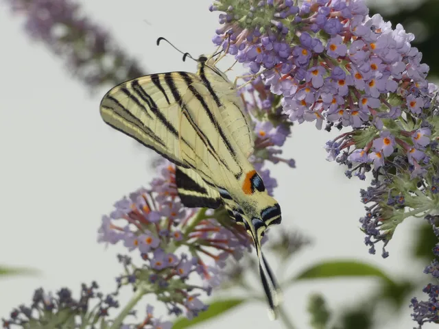 Iphiclides podalirius - kardoslepke