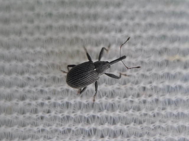 Anthonomus rubi - szamóca-bimbólikasztó Anthonomus rubi - szamóca-bimbólikasztó