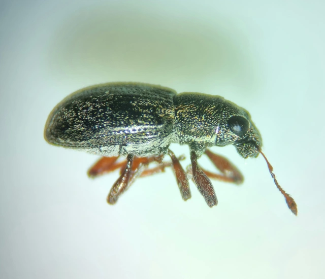 Sitona sulcifrons argutulus - szegélyes csipkézőbogár