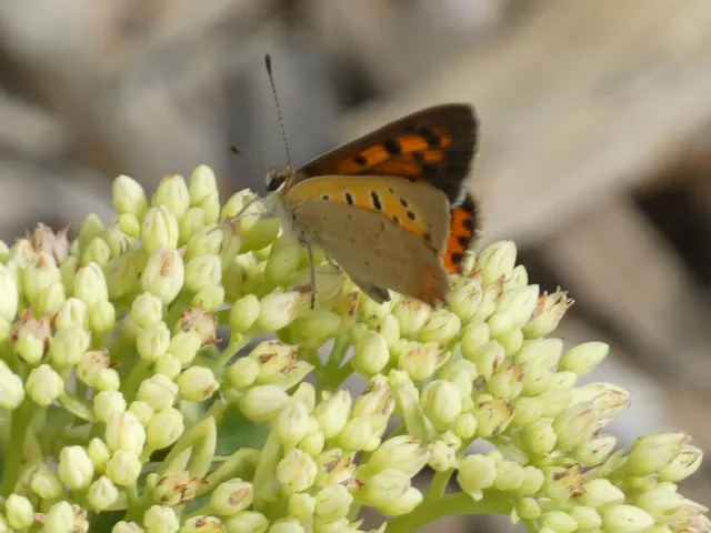 Lycaena phlaeas - közönséges tűzlepke