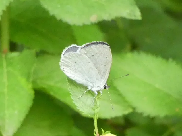 Celastrina argiolus - bengeboglárka