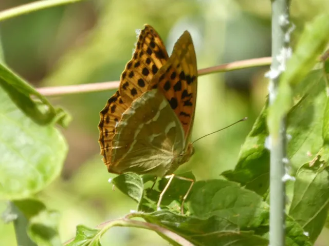 Argynnis pandora - zöldes gyöngyházlepke