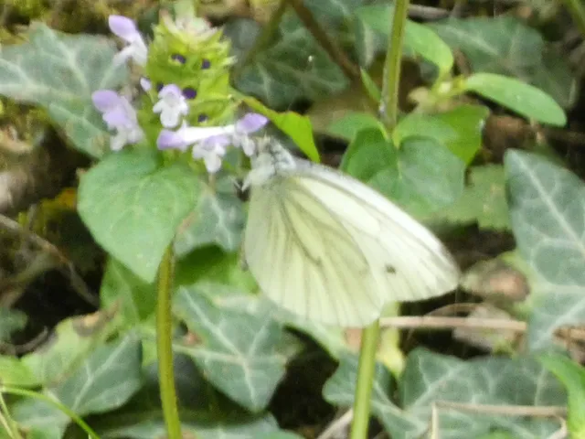 Pieris napi - repcelepke