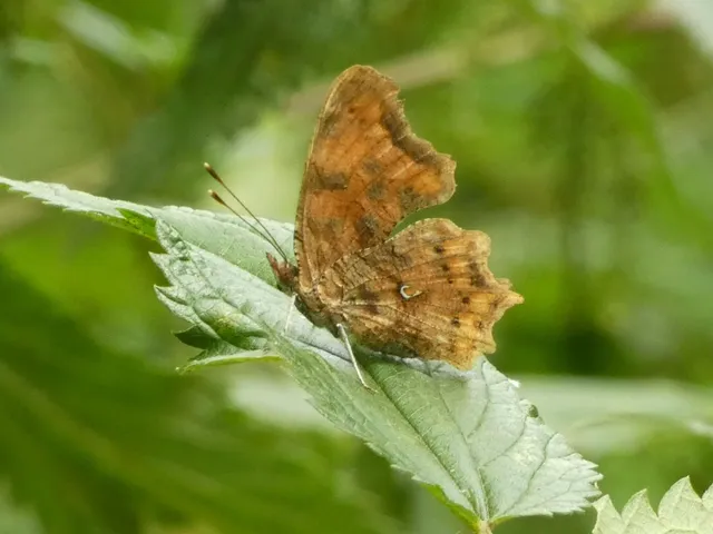 Nymphalis c-album - C-betűs lepke