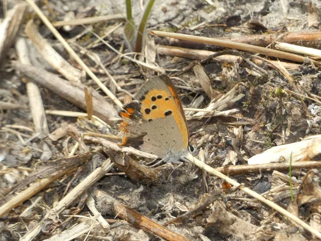 Lycaena phlaeas - közönséges tűzlepke