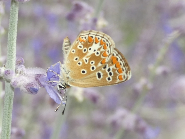 Aricia agestis - szerecsenboglárka