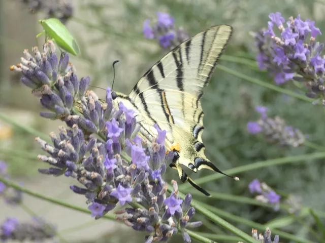 Iphiclides podalirius - kardoslepke
