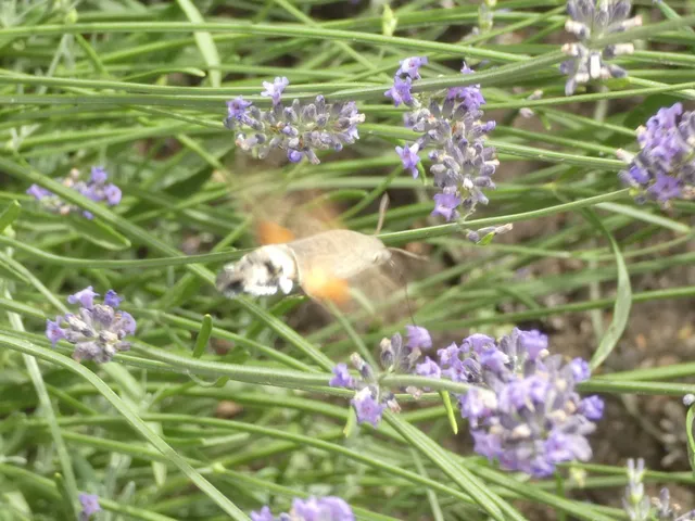 Macroglossum stellatarum - kacsafarkú szender
