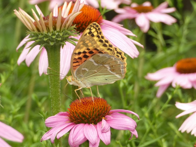 Argynnis pandora - zöldes gyöngyházlepke