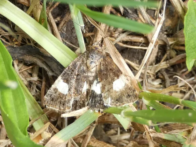 Tyta luctuosa - fekete nappalibagoly