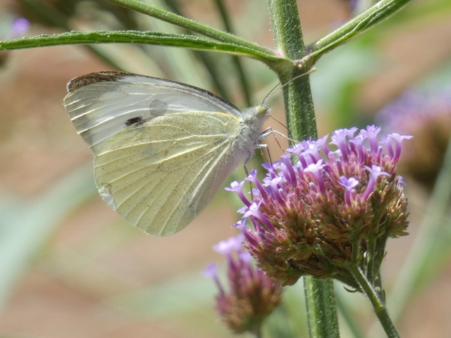 Pieris brassicae - káposztalepke