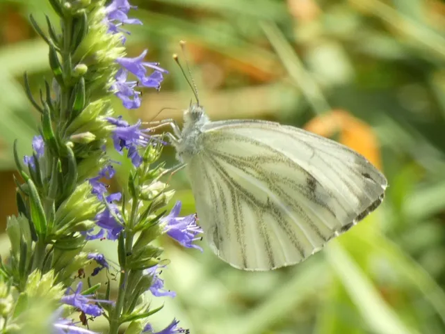 Pieris napi - repcelepke