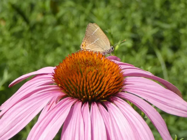 Satyrium w-album - szilfa-csücsköslepke