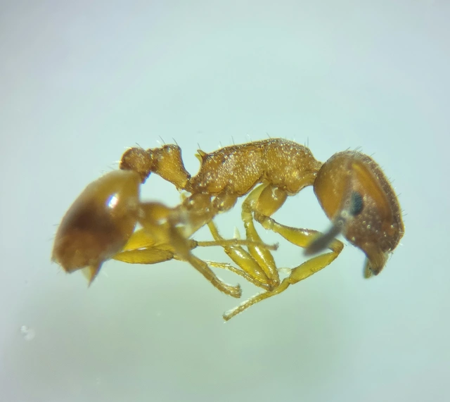 Temnothorax unifasciatus - gyűrűs kéreghangya