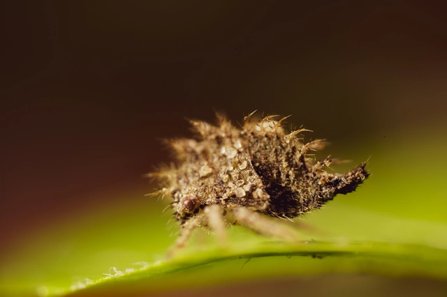 Stictocephala bisonia - bivalykabóca