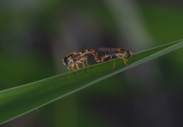 Sphaerophoria
