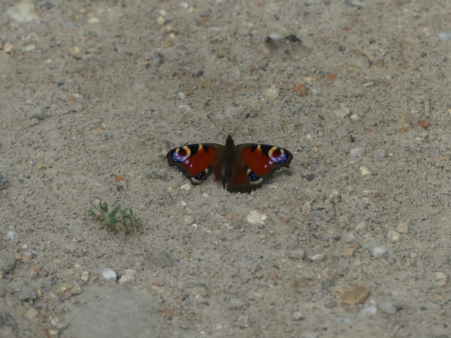 Nymphalis io - nappali pávaszem