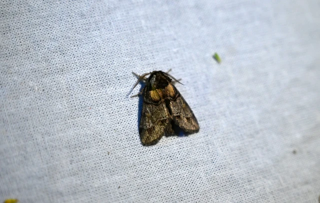 Drymonia velitaris - hegyi púposszövő