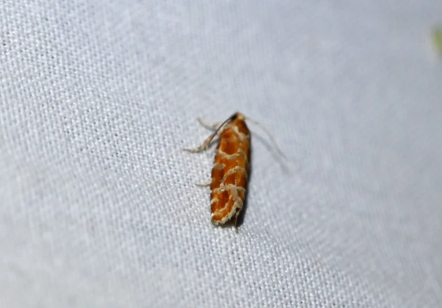 Rhyacionia