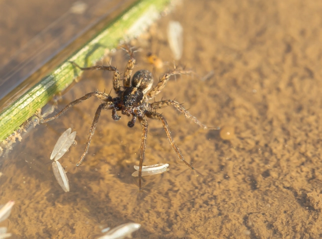 Pardosa