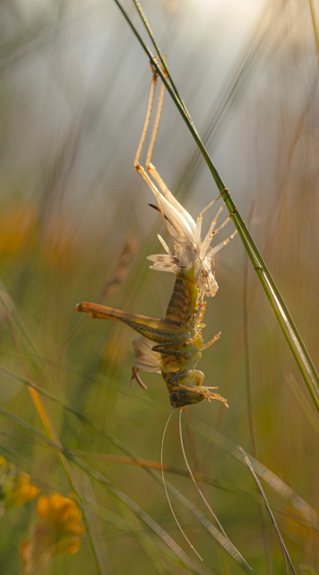 Platycleis
