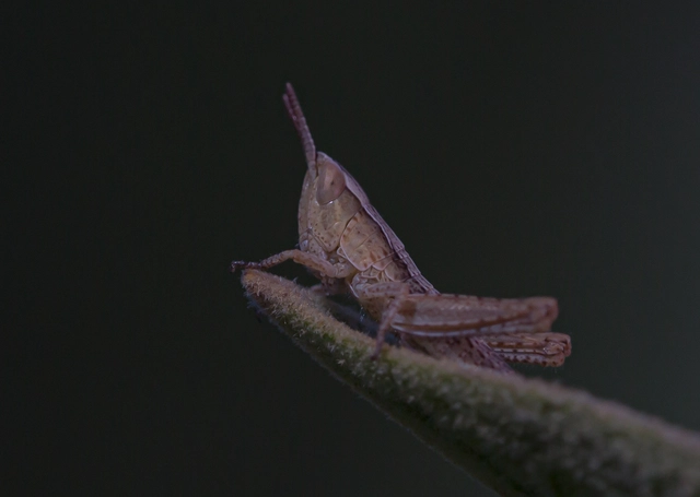 Chorthippus (Chorthippus) (subgenus)