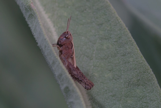 Omocestus