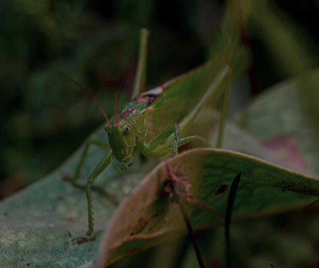 Tettigonia viridissima - zöld lombszöcske