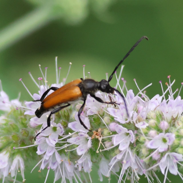 Stictoleptura fulva - vörhenyes virágcincér