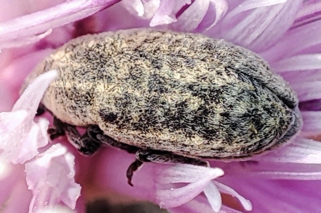 Larinus minutus - aprópúderbarkó