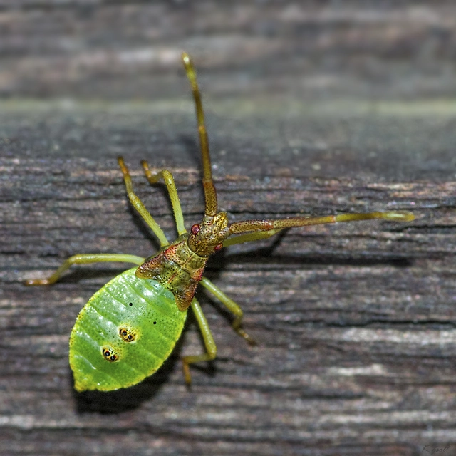Gonocerus acuteangulatus - aranypetés karimáspoloska