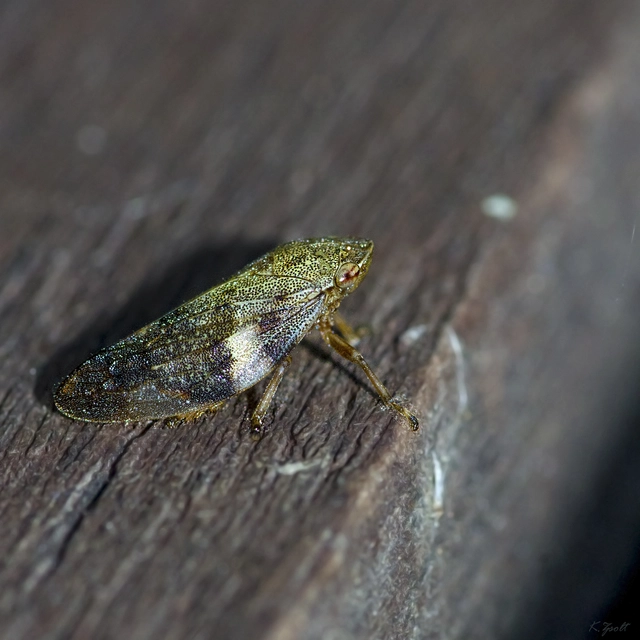Aphrophora alni