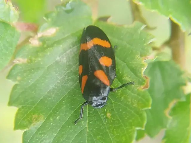 Cercopis arcuata/sanguinolenta