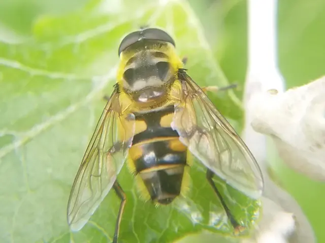 Myathropa florea - halálfejes odúlégy