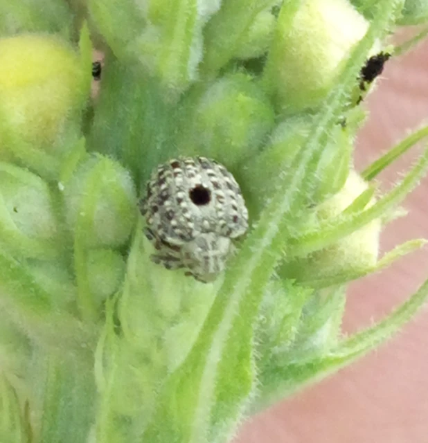 Cionus thapsus - kis ökörfarkkóró-gömbormányos