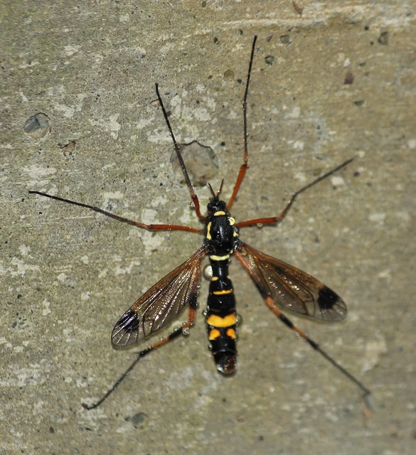 Ctenophora festiva