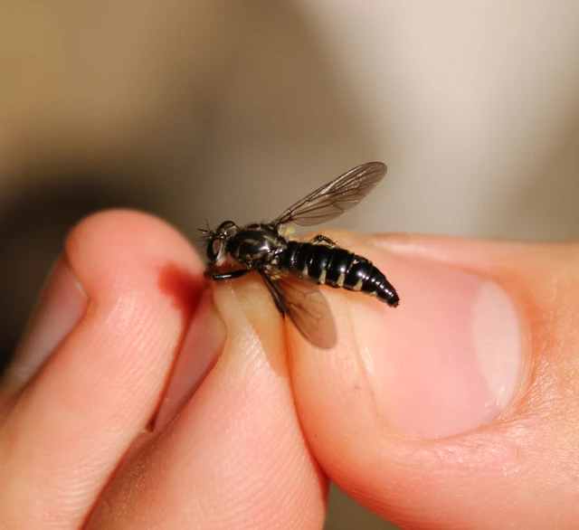 Cyrtopogon lateralis
