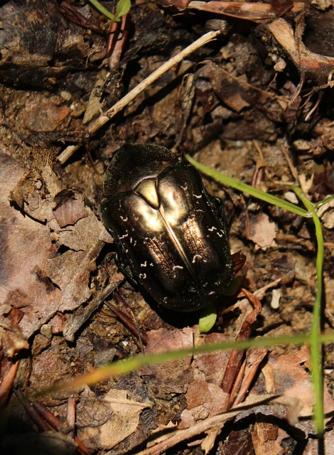 Protaetia marmorata - márványos virágbogár