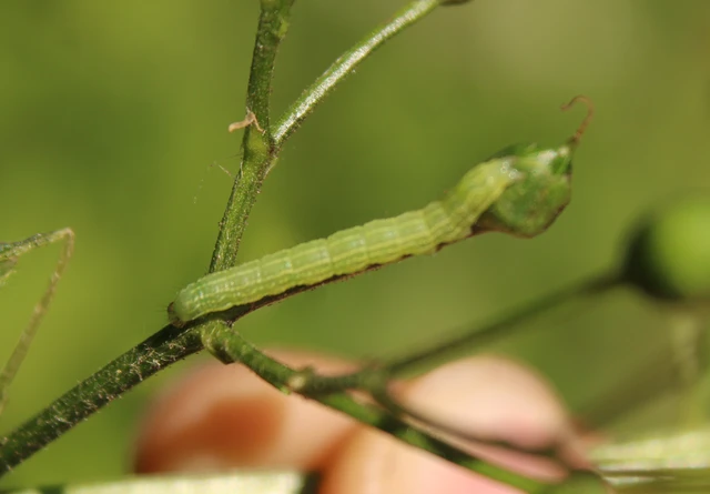 Shargacucullia prenanthis - tavaszi görvélyfű-csuklyásbagoly