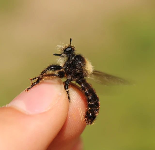 Laphria ephippium
