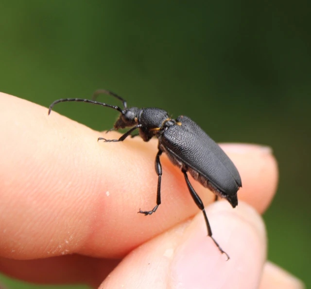 Stictoleptura scutellata - hegyi virágcincér