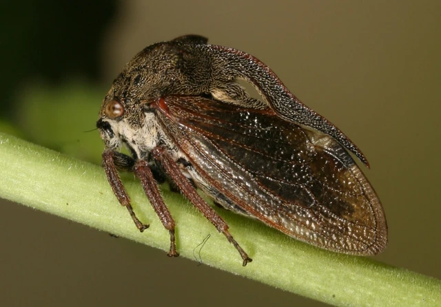 Centrotus cornutus - szarvaskabóca