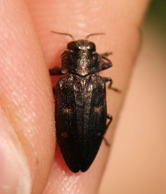 Chrysobothris affinis - aranypettyes díszbogár