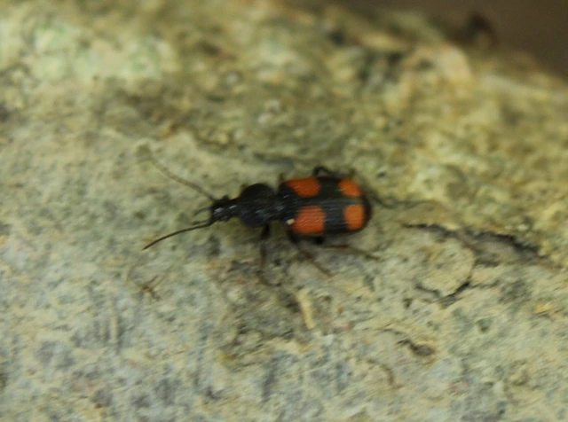 Panagaeus bipustulatus - kis keresztesfutó