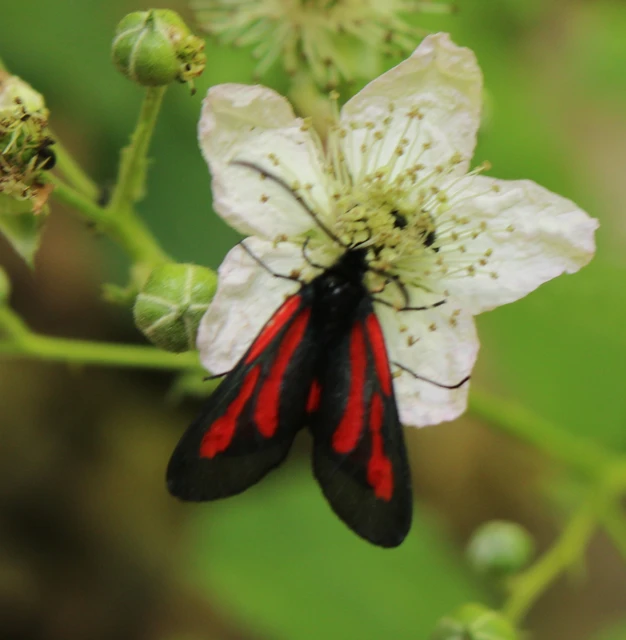 Zygaena osterodensis - ördögszem-csüngőlepke