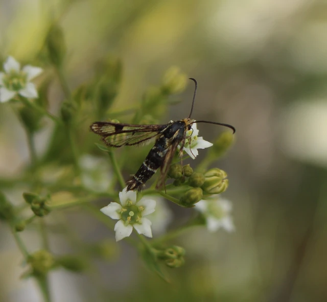 Sesiidae - szitkárfélék