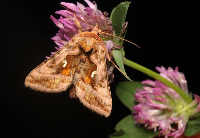 Autographa jota - i-betűs aranybagoly