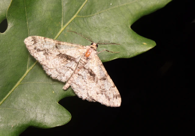 Peribatodes umbraria - fagyal-faaraszoló