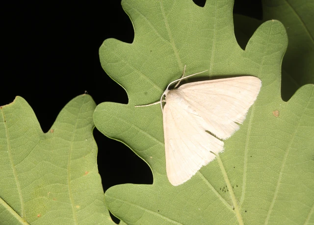 Pseudoterpna pruinata - hamvas zöldaraszoló